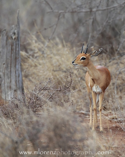 Bush Beauty by Megan Lorenz