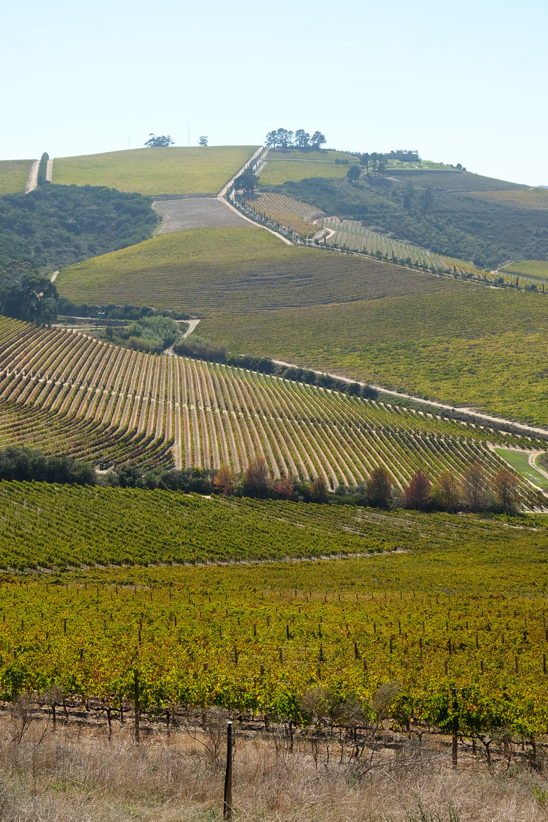 Stellenbosch Vineyards 