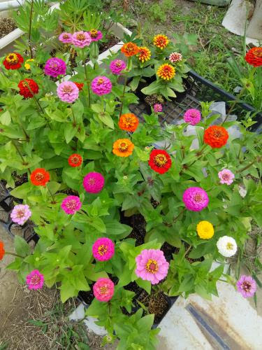 百日草の様子 ジニア 品種不明
