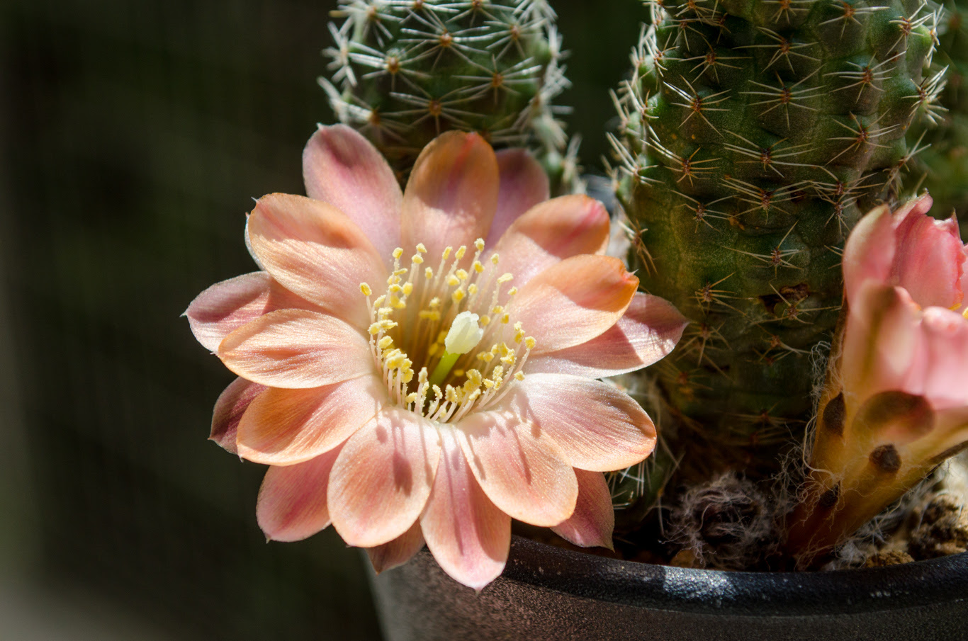 メディオロビビア My Cactus Succulents