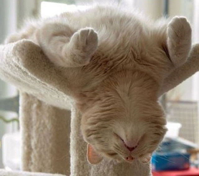 Cats Sleeping In Weird Ways