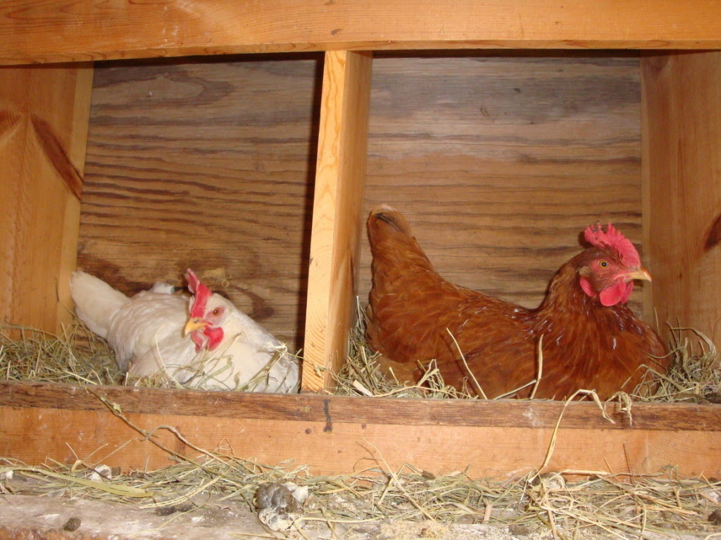 6 considerations for building chicken coop nesting boxes 