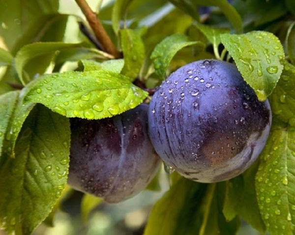 Perierga.gr - Τα πιο παράξενα φρούτα!