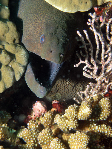  Many divers may bring unintentionally destroyed corals patch diving Bangkok Thailand Travel Map & Things to do in Bangkok : Watching out for the Reef : Coral Conservation Guide for Divers