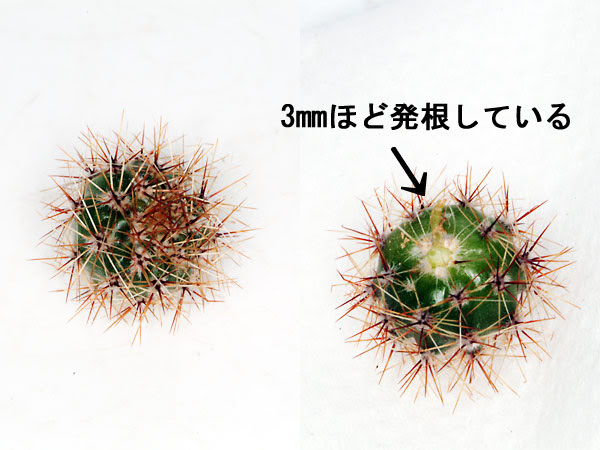 サボテン科エキノプシス属 短毛丸の株分け 子サボの育て方