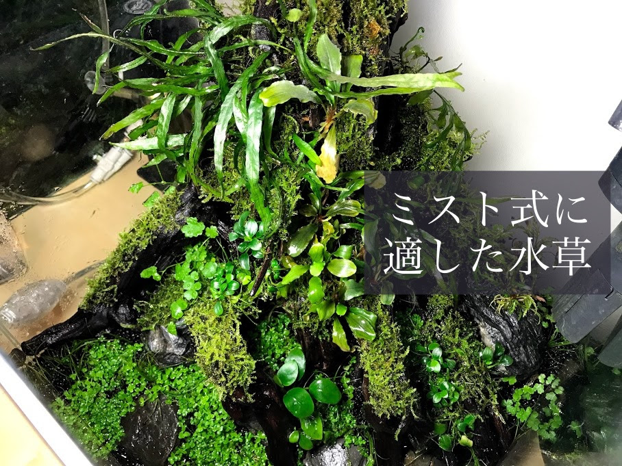 30cmキューブ水槽に注水 ミスト管理に適した水草について考えてみる Aqua24アクアリウム