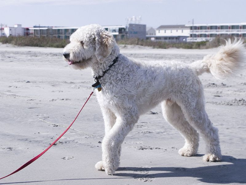 goldendoodle rescue illinois. Goldendoodle portugese1