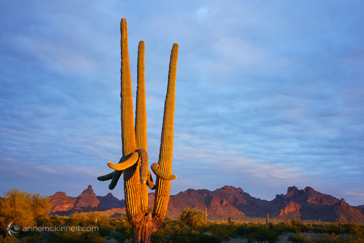 Organ Pipe National Monument, Arizona, by Anne McKinnell
