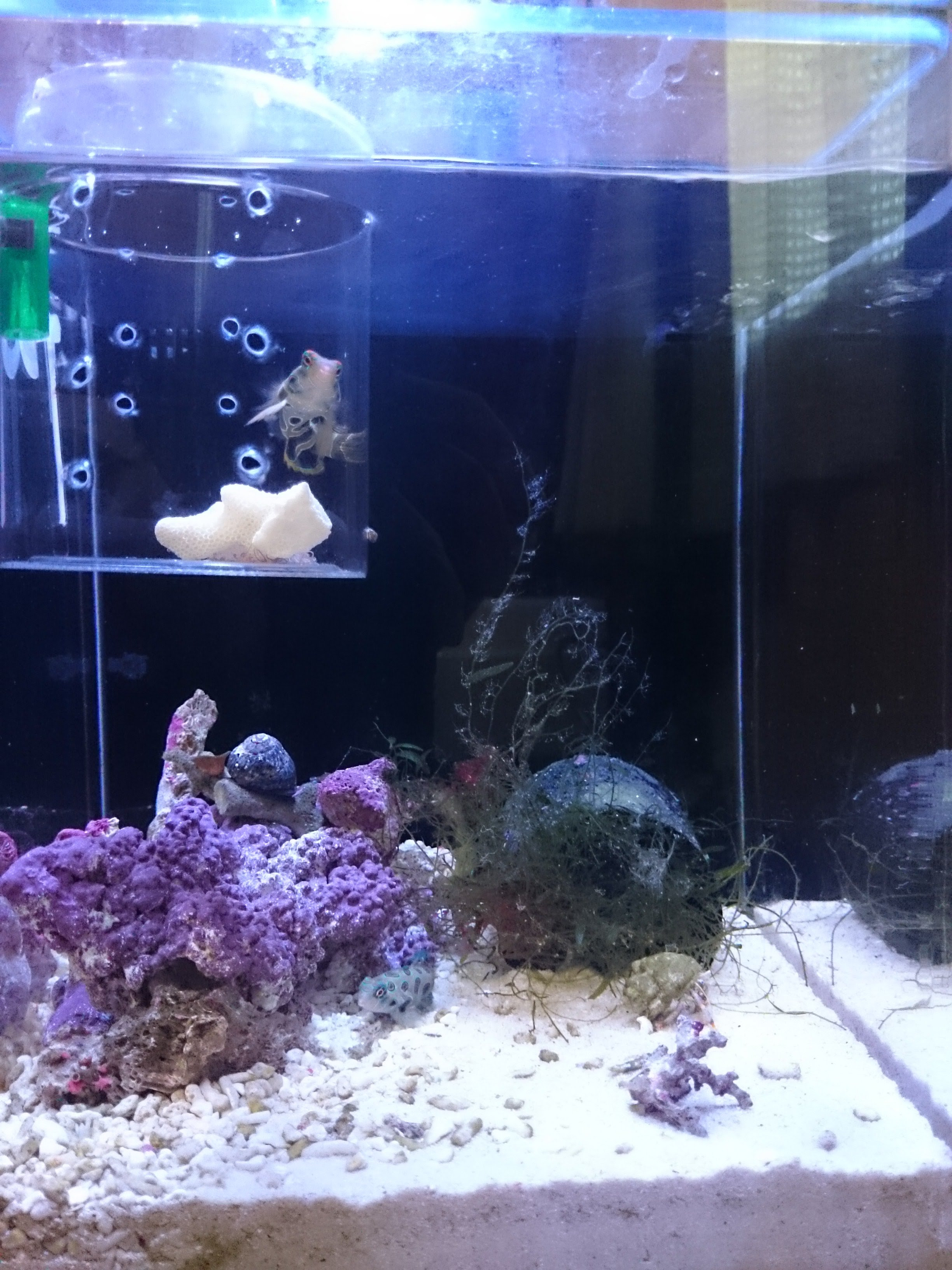ライブロックの追加とレイアウト変更 30cm水槽の海水魚飼育