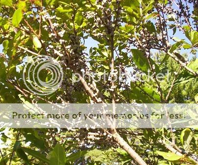 Image hosted by Photobucket.com