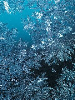 花 大粒の雪の結晶 の待ち受け画像 壁紙 動物 パラダイス