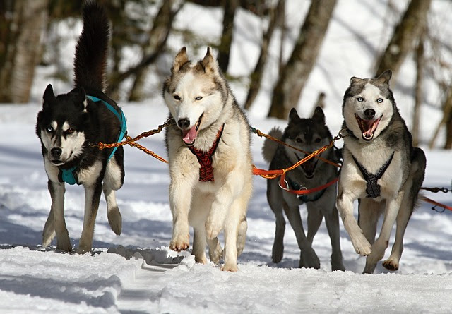 北海道で体験できる犬ぞりレース3選 犬ぞりの歴史や犬種を知ろう
