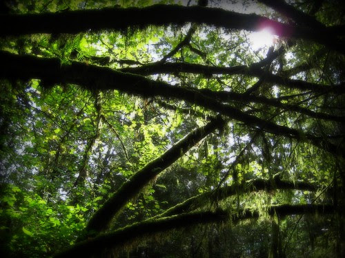 branches
