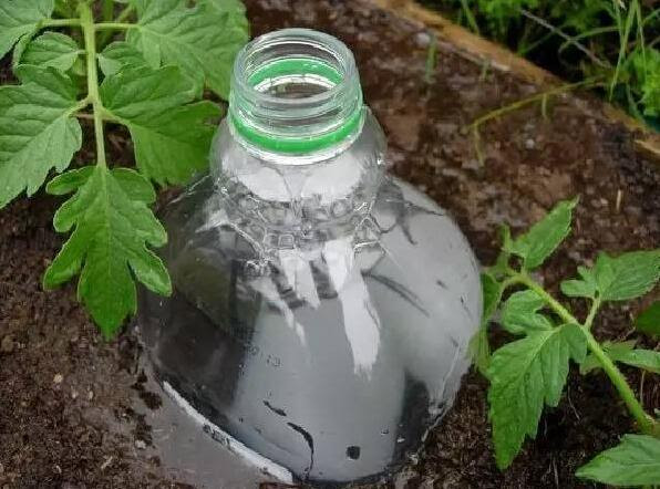 自製自動澆花神器 一個月不澆水 花草照樣開枝繁葉茂 港台娛樂報