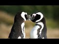 Animal Love Animal Mating  Love Nature