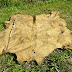 What If Raw Animal Hides Begins To Rot