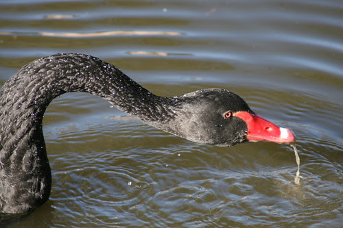 Morning walk 5/9/2008