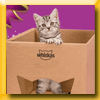 WHISKAS JEU BONNE ANNEE LES CHATS 2019 (Achat) WHISKAS JEU BONNE ANNEE LES CHATS 2019 (Achat)