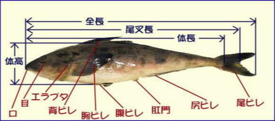 魚の長さと部位の名前