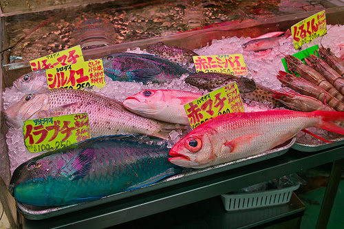 ブダイの種類 沖縄の青い魚 海水魚の種類と釣り方