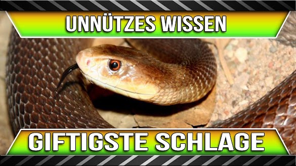 Die Giftigste Schlange Der Welt Taipan : Die giftigsten Schlangen der Welt - Welt der Wunder TV - Die 5 giftigsten schlangen der welt!