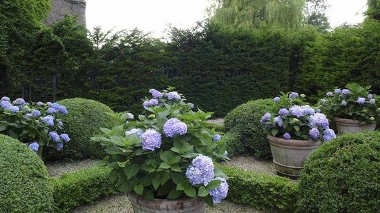 hydrangeas in pots + boxwood