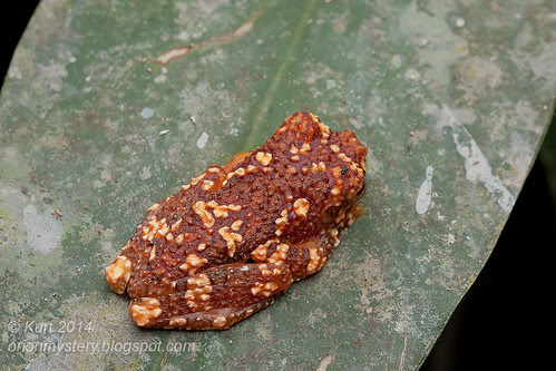 Rhacophorus nigropalmatus IMG_5969 copy