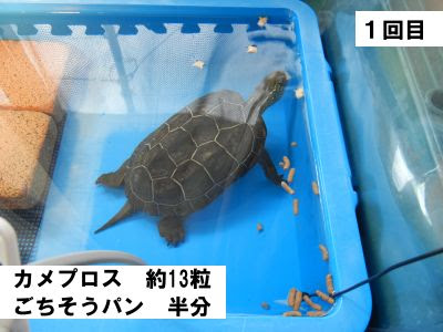 クサガメと暮らす クサガメ 最近の食事量 １日２食
