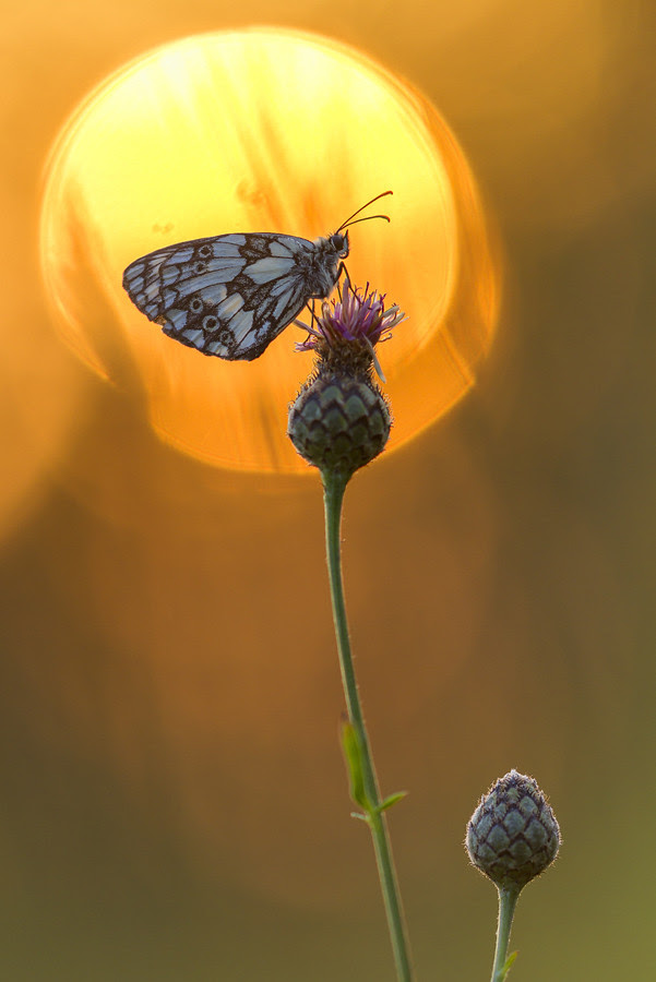 nature portrait best of month