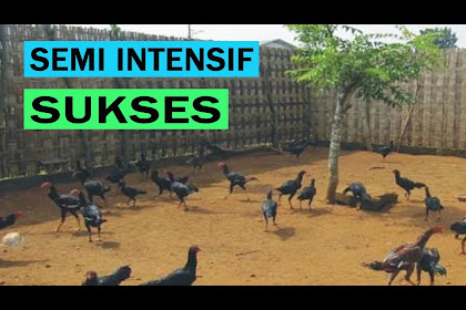cara ternak ayam jawa cepat besar