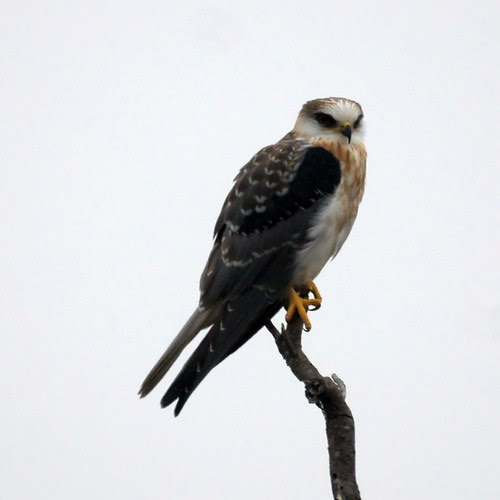 White-tailed Kite
