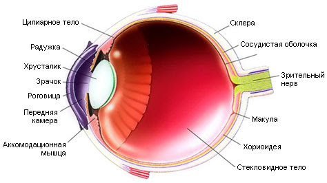  Nearsightedness, farsightedness, astigmatism  