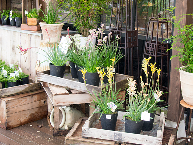 おにわのみどり に面白い植物が入荷しています