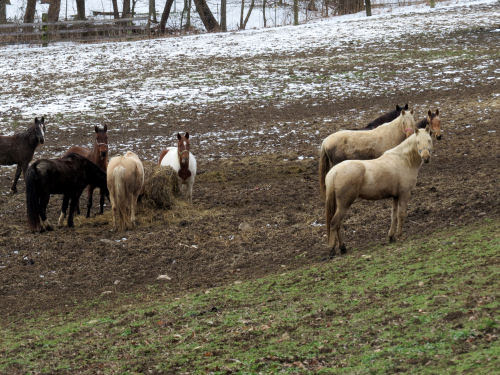 horses