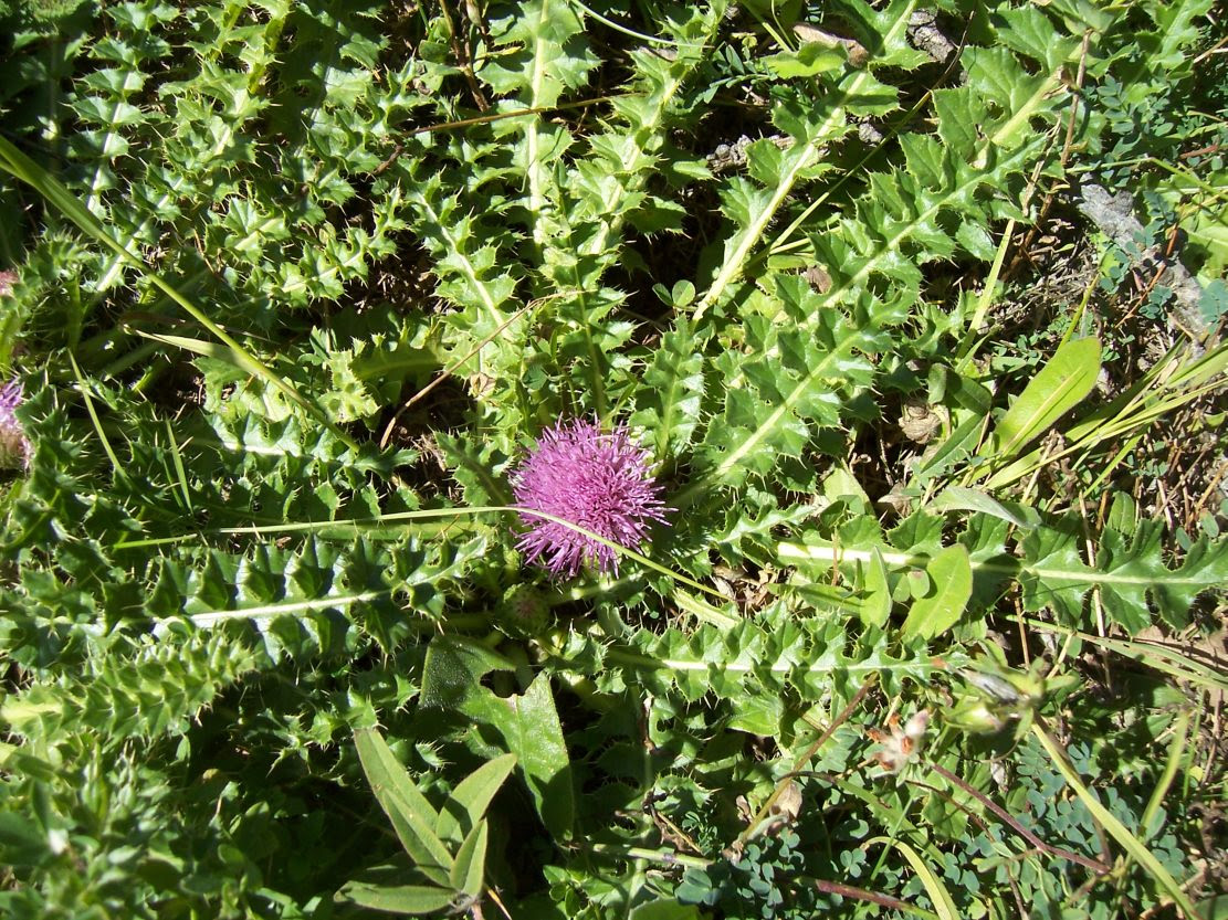 Chardon décapité - carduus defloratus - Photo de fleur sauvage