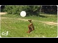 Dog having fun with balloon