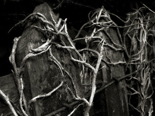 Don't let those gnarls fool you. This is not a gnarled tree.