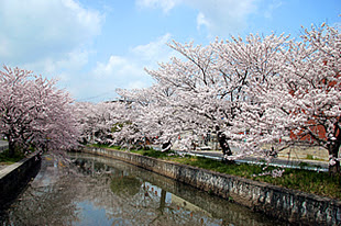 桜 意外と つちうら