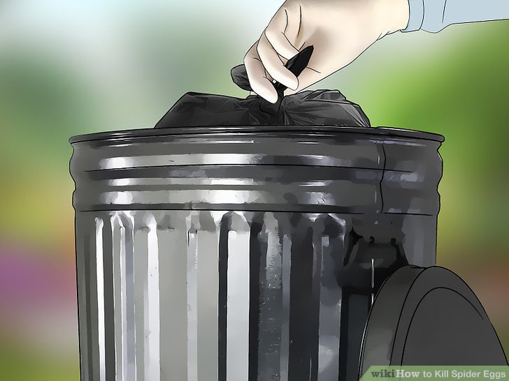 Kill Spider Eggs Step 5.jpg