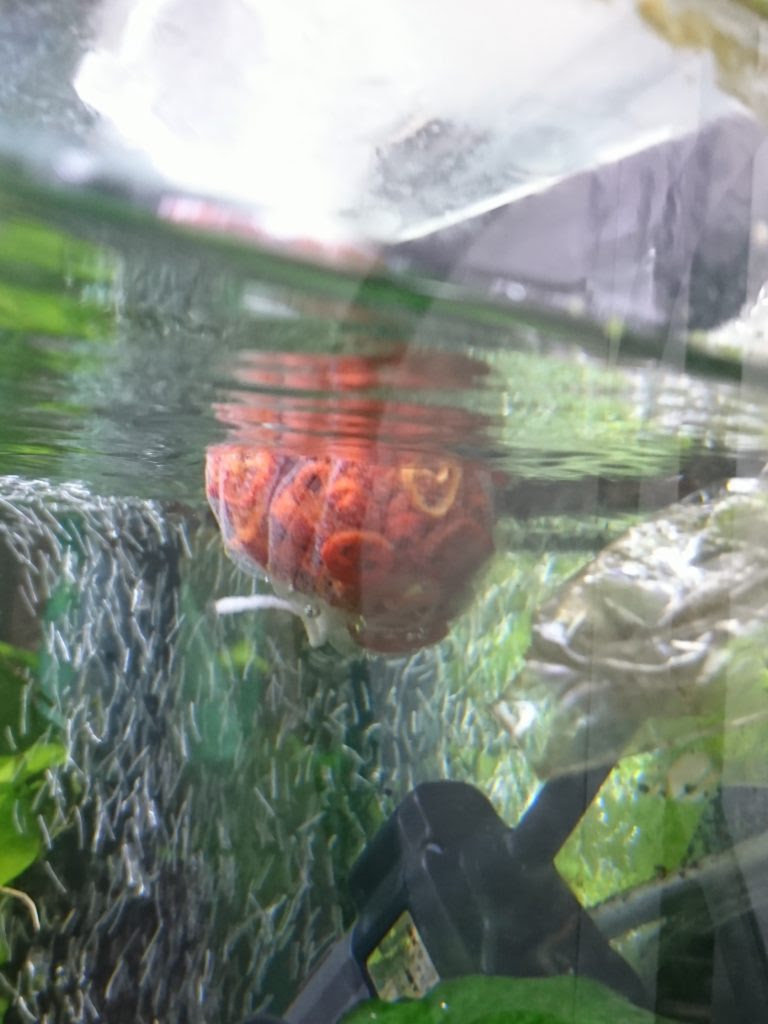 プラティが白点病になった 我が家の原因と対策そして結果 熱帯魚 ゆるクエ