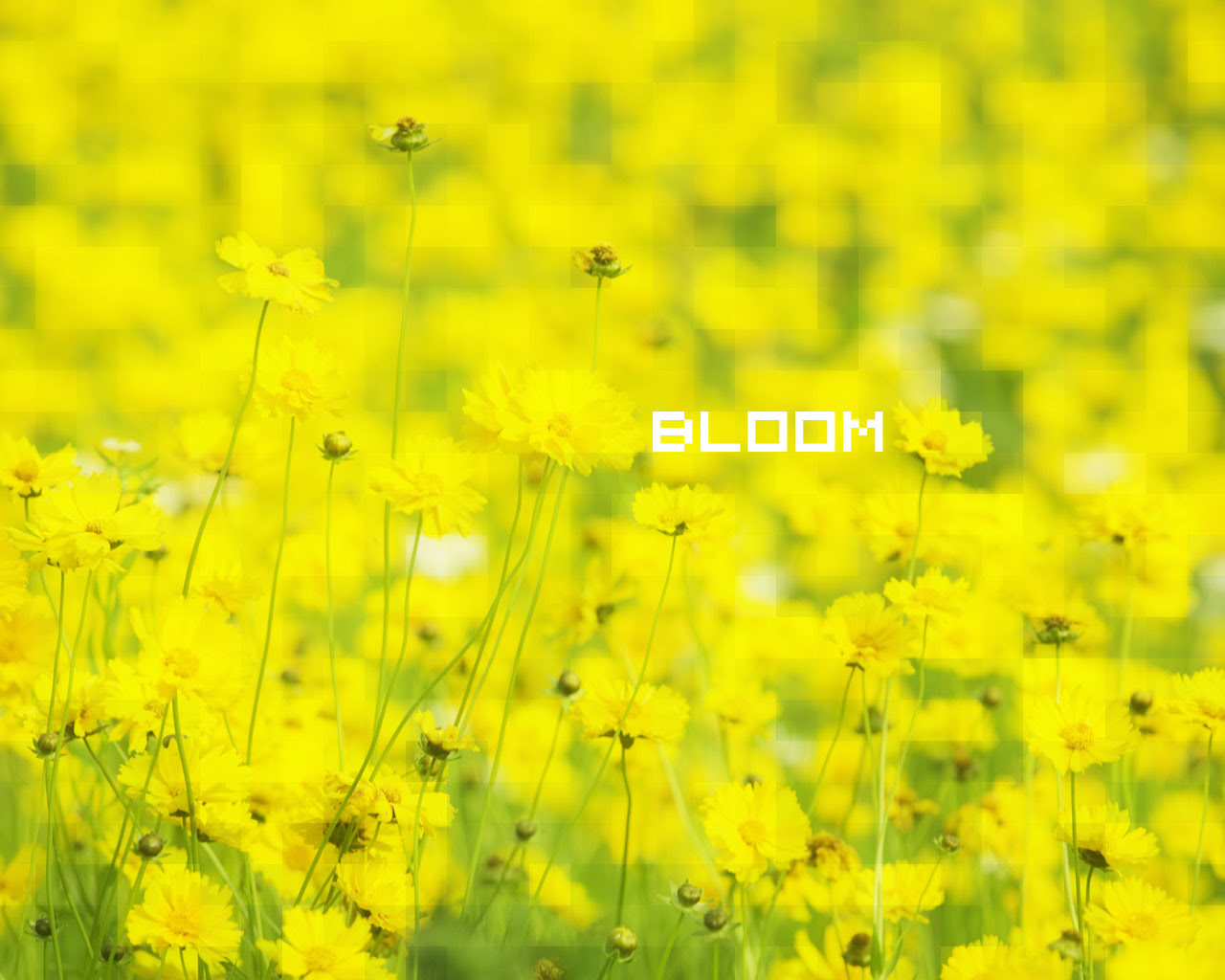 金運アップ 黄色い幸運の壁紙 のつもりｗ 風水カラー 黄色 風紙 風水カラー無料壁紙ブログ