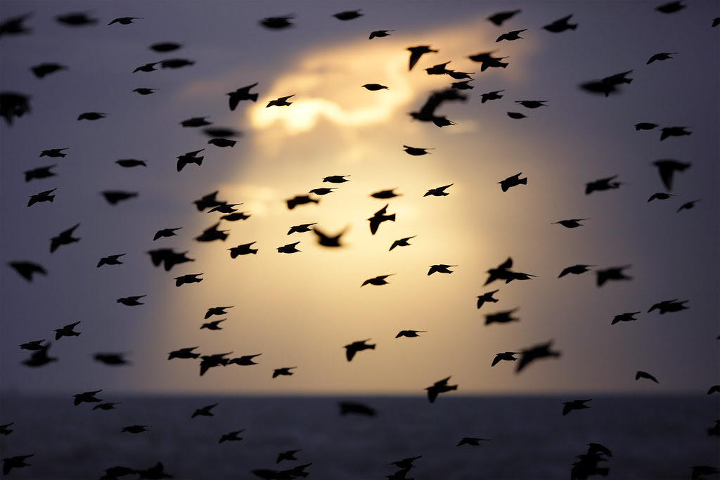 Starlings