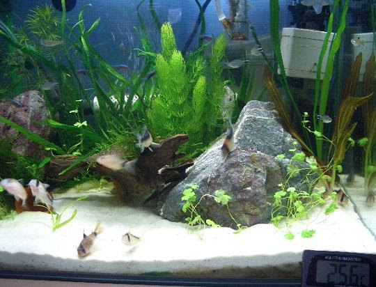 コリドラス水槽はこんなになりました 私と小さな生き物たち 楽天ブログ