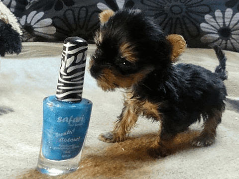 これはかわいい ハムスターサイズの世界一小さなわんちゃん Buzzap