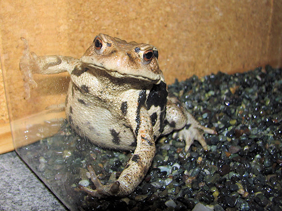アズマヒキガエル登場 ぁぃの飼育ブログ