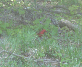 Robin