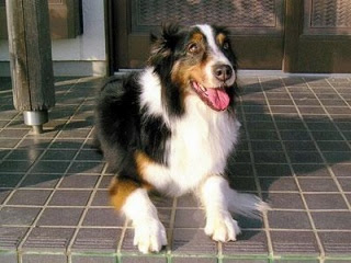 オーストラリアンシェパード子犬販売 ブリーダー直販のインターネットペットショップ ドッグデポ