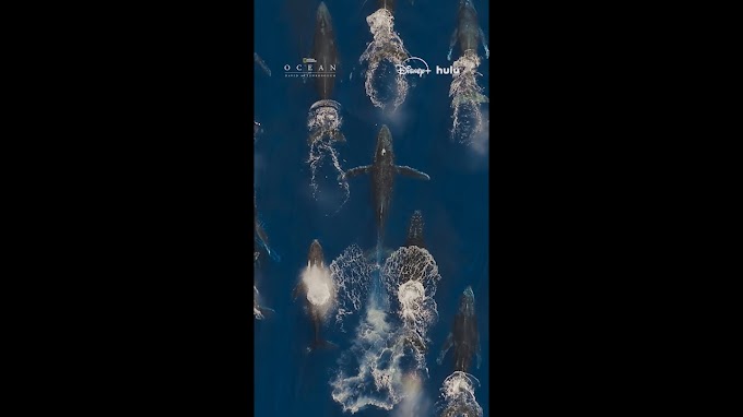 Dive beneath the waves in Ocean with David Attenborough | Travel & Tourism Video Vloggers And Reviews