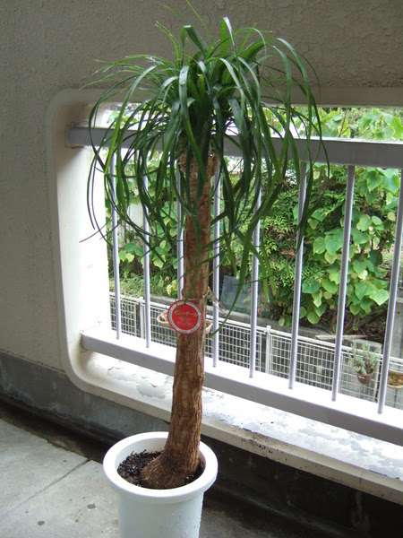 ベランダ菜園 ポニーテール トックリラン カジュマル