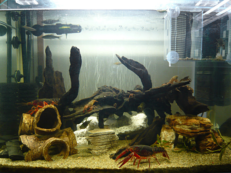 ザリガニ ウム 飼育日記ブログ ザリガニ